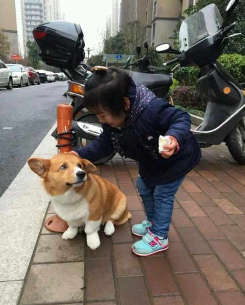 过分玩耍宠物活玩具,大人耍,小孩玩,你抱一抱,我逗一逗,狗得不到