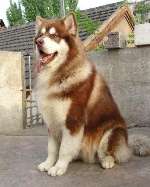 怎么区分阿拉斯加犬和哈士奇犬
