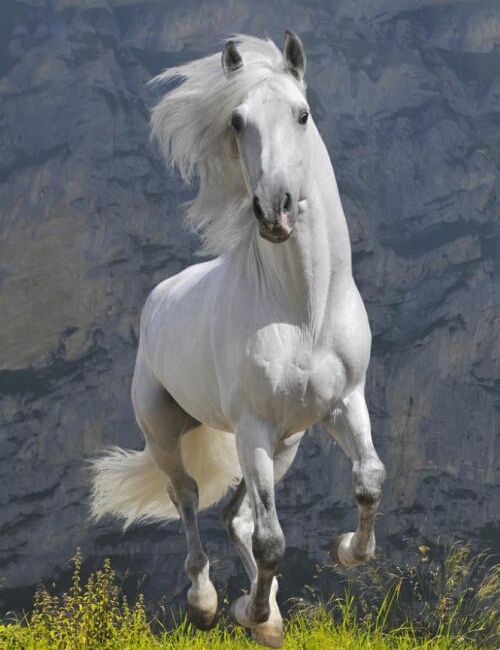 千里马进皇宫当御马只为救出皇宫里的江妃