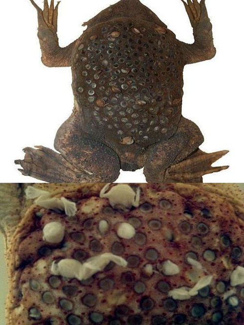 看着都觉得恶心的小动物密集恐惧症的小伙伴慎入