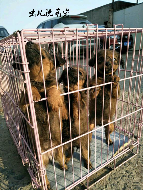 现在的狗贩子真可恶把狗狗锁在了笼子里它们还这么小