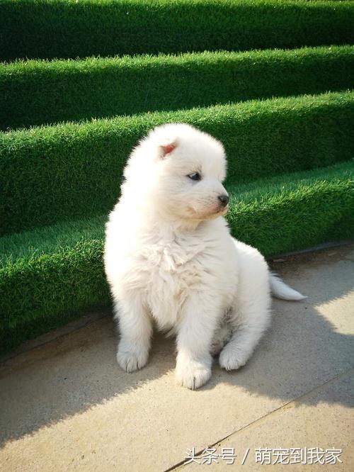 其实没想养狗的,但遇到一只刚出生的小萨摩耶一直在温柔的嗅我