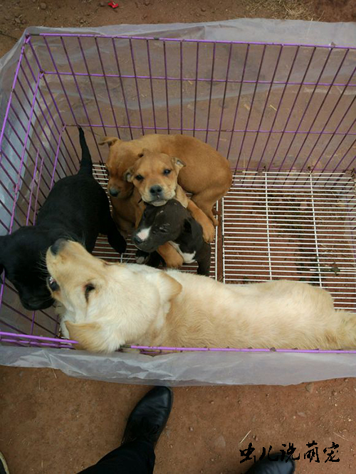 网友:我家附近的狗市现在一只狗狗能卖这么多钱!