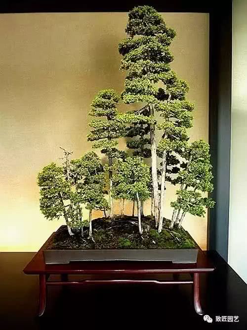 一本多干式盆景制作方法