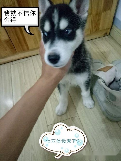 哈士奇发疯咬铲屎官,主人说要煮了它,二哈居然做出这种举动