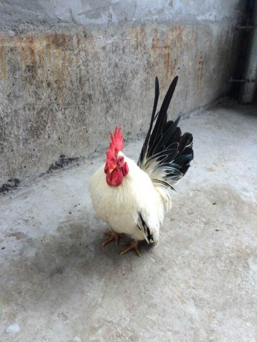 宠物也可以是只鸡,大家见过这些宠物鸡吗|宠物鸡|鸡|松鼠_新浪新闻