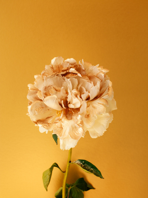 花的生命 | 意大利艺术家 alessandra d innella