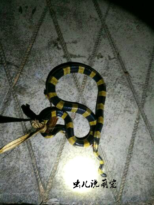 你们有谁遇到过毒蛇金环蛇翻墙来到院子里然后