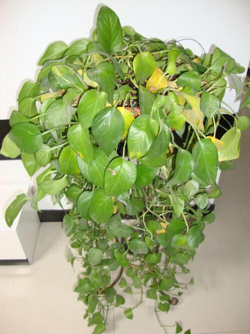 绿萝老黄叶教你1招解决再也不黄叶叶片油绿蹭蹭疯长爆盆