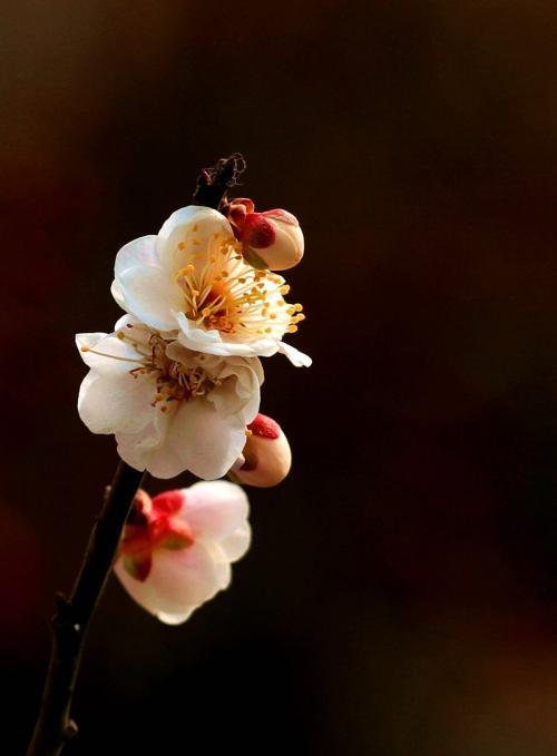 500_679竖版 竖屏