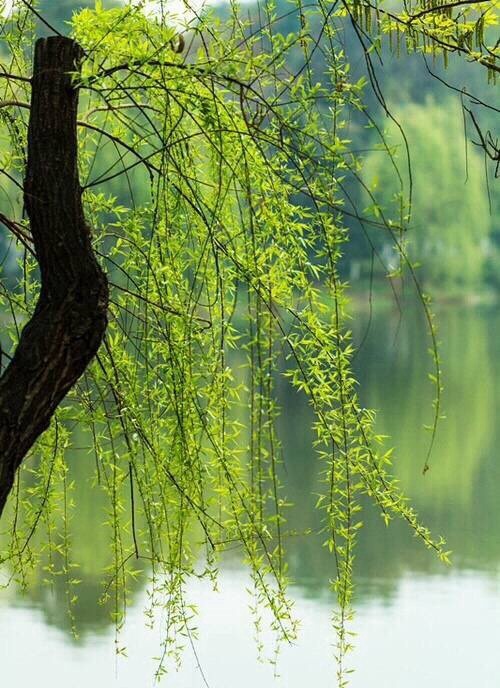 细柳烟街隐画桥,渔歌轻唱橹轻摇