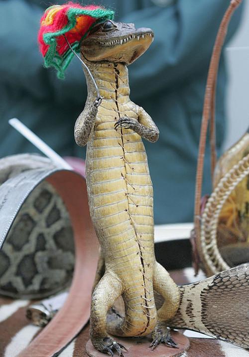 男子过海关时形迹可疑,当打开他带的箱子后,所有人都愤怒了