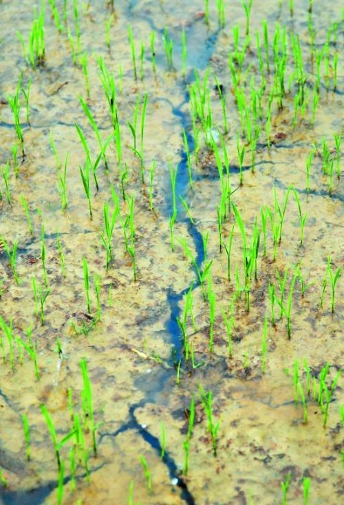 "久旱逢甘霖,他乡遇故知",下句是什么?