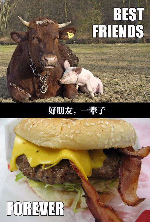 爆笑图片他们在一起真的很搭特别是猪和牛