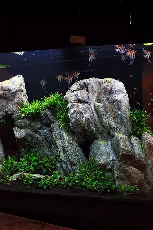 家居水景丨适合远处观赏的大型水草造景缸