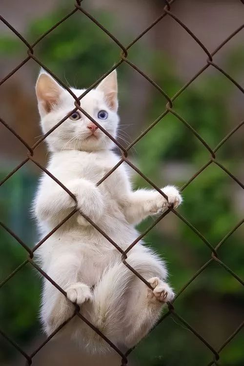 蜘蛛猫训练营开学了.