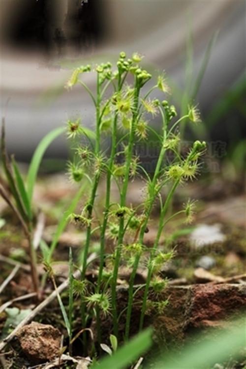 这种能抓虫的小草,您见过吗?