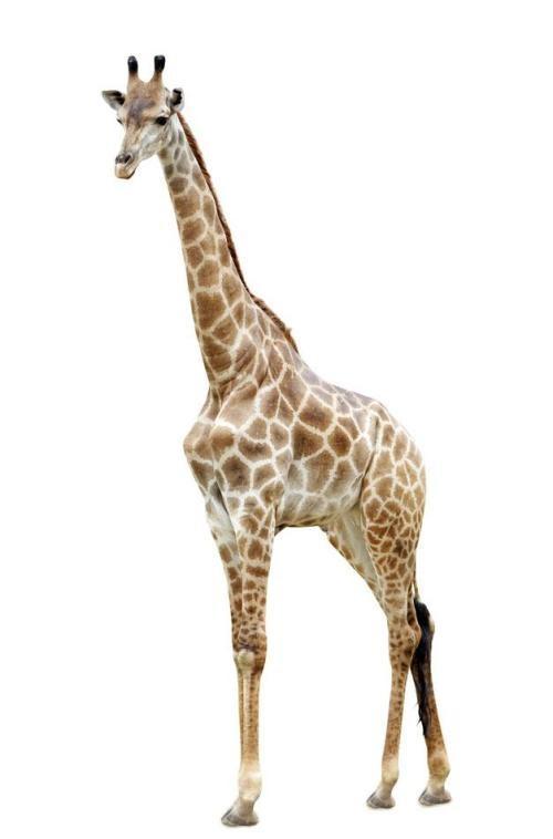 搞笑gif:凶悍的长颈鹿