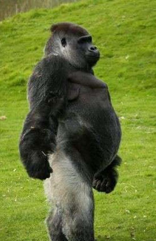 英国一大猩猩走路背影太迷人,网友纷纷表示要前去一看 圈粉无数