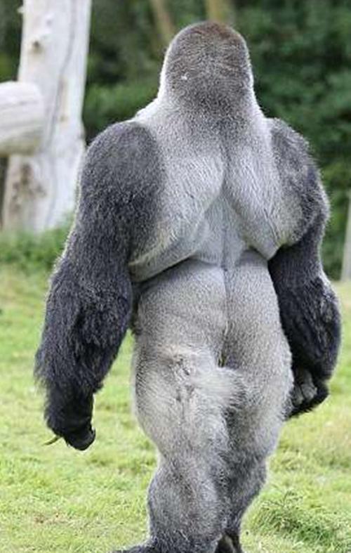 英国一大猩猩走路背影太迷人,网友纷纷表示要前去一看 圈粉无数