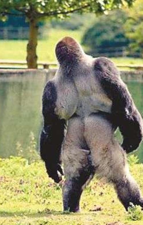 英国一大猩猩走路背影太迷人,网友纷纷表示要前去一看 圈粉无数|大猩