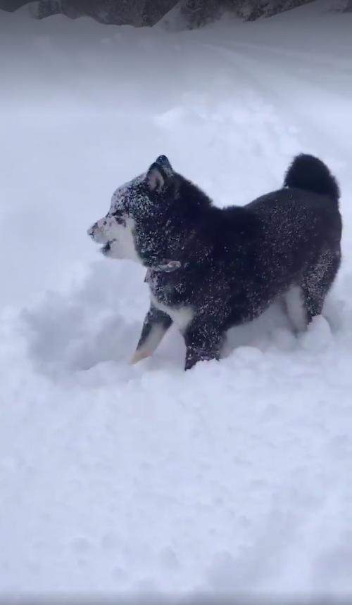 跟主人在雪地里玩捡球游戏,永远都捡不回雪球黑柴,根本怀疑狗生