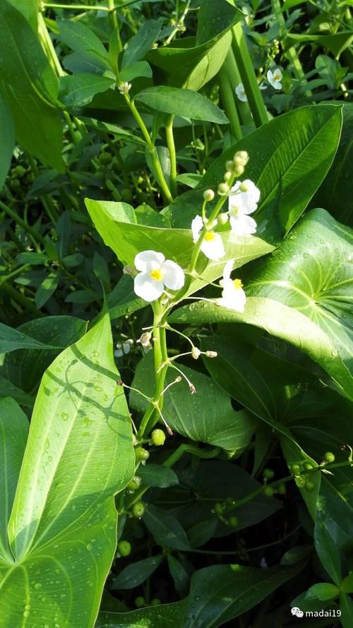 茨菇花图片大全大图图片