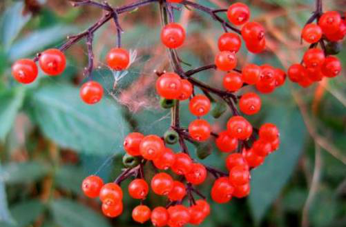 它上面长着红色珍珠其根茎对接骨和活血有着极好的功效