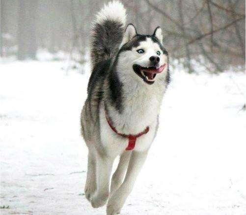 哈士奇这么多缺点!我还是想养他!