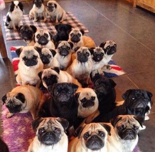 饲养一群狗狗,每天组队拆完家后就围着讨食吃,铲屎官都怕了