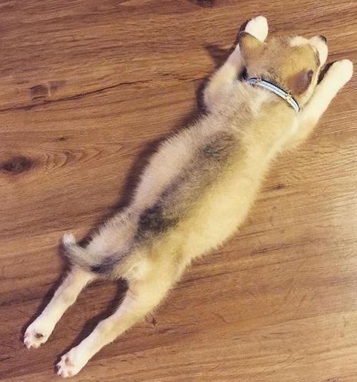 盘点狗狗的各种睡觉姿势!可是没有一种像家狗的睡姿这么