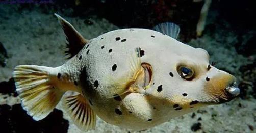 观赏鱼品鉴之狗头鱼,怎么养好狗头鱼