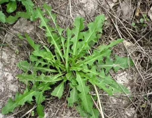 婆婆丁能够治什么