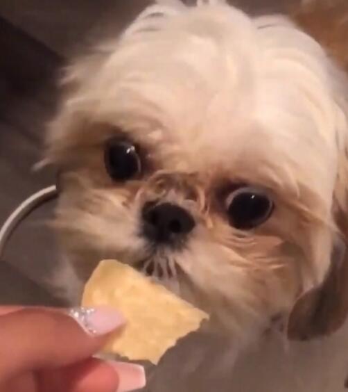 铲屎官给狗狗块饼干吃狗狗一脸质疑做出的反应让主人哭笑不得