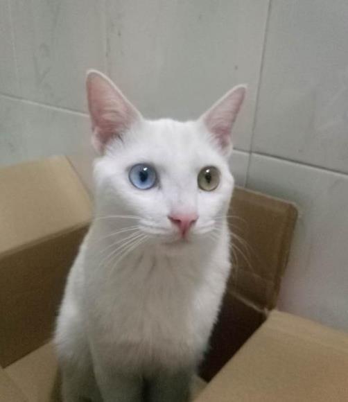 男子600元买来一只异瞳白猫,三个月后发现这钱