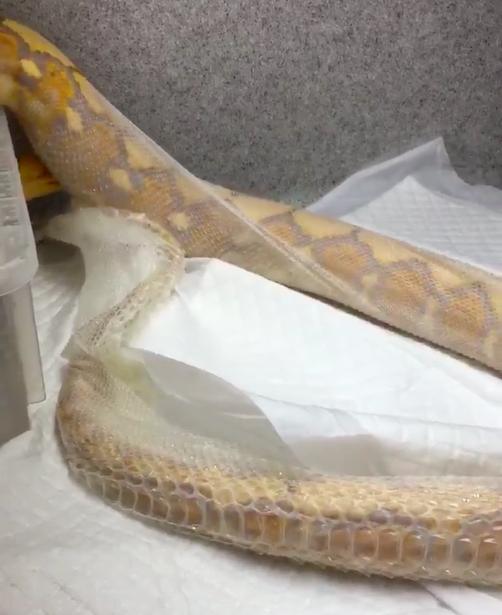 近距离看蛇脱皮超美蛇亲自示范超惊人的绝美画面让推特疯传啦