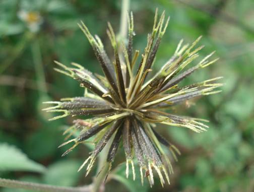 在农村生活的朋友们大多数人都知道这种草,这种草有些突起的刺,碰到的