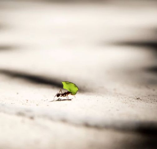那些意境优美的中药名,看完你可能会爱上这个