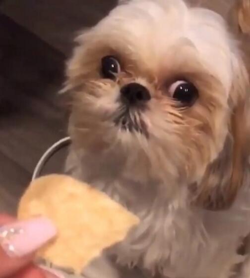 铲屎官给狗狗块饼干吃狗狗一脸质疑做出的反应让主人哭笑不得