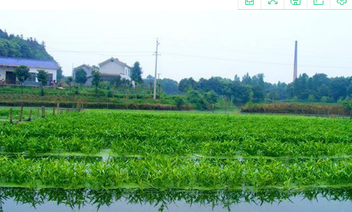 农家大伯种菜有绝招,称口感特别好