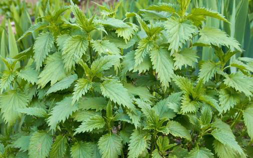 荨麻,又叫火麻,藿麻,蛰麻子,一种多年生草本.