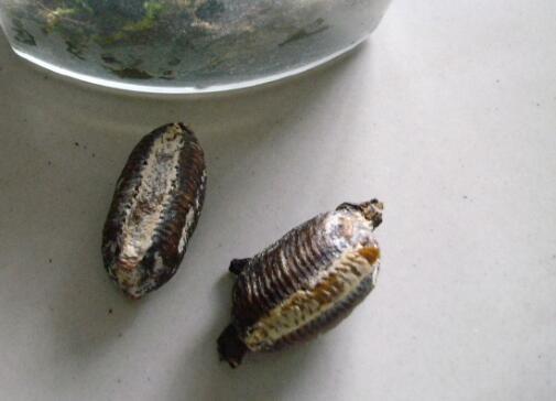 尿床|虫|蛸_新浪网