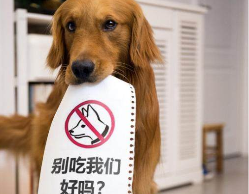 我就吃狗肉咋了强行道德施压有意思吗