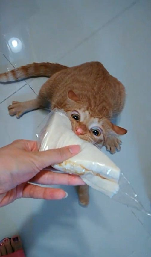网友准备吃面包,结果被橘猫看到后,它的反应把主人气坏了