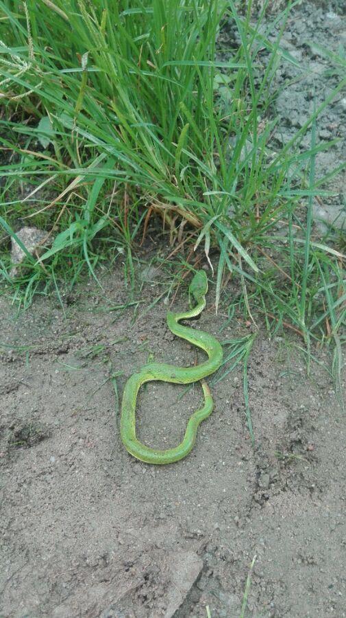 竹叶青来我家串门我一锄头送它归西