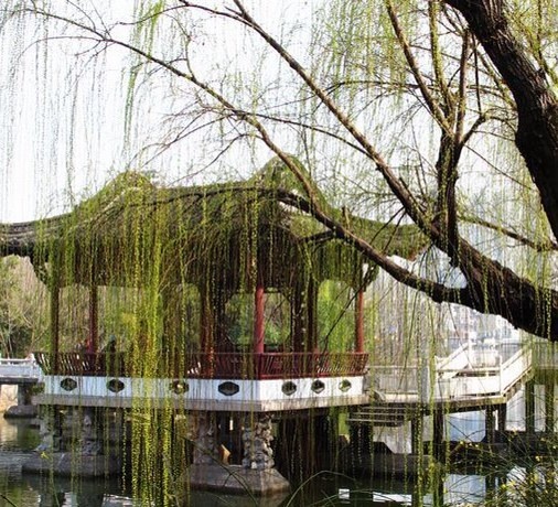 楼外垂杨千万缕。欲系青春,少住春还去。|垂杨|青春_新浪新闻