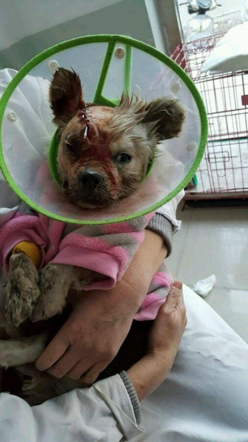 流浪狗被汽车压伤,头部缝了十余针,鼻子流血不止,令人心疼!