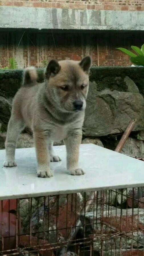 这些才是纯正的中国土狗最优秀的品种别觉得养土狗丢脸啦