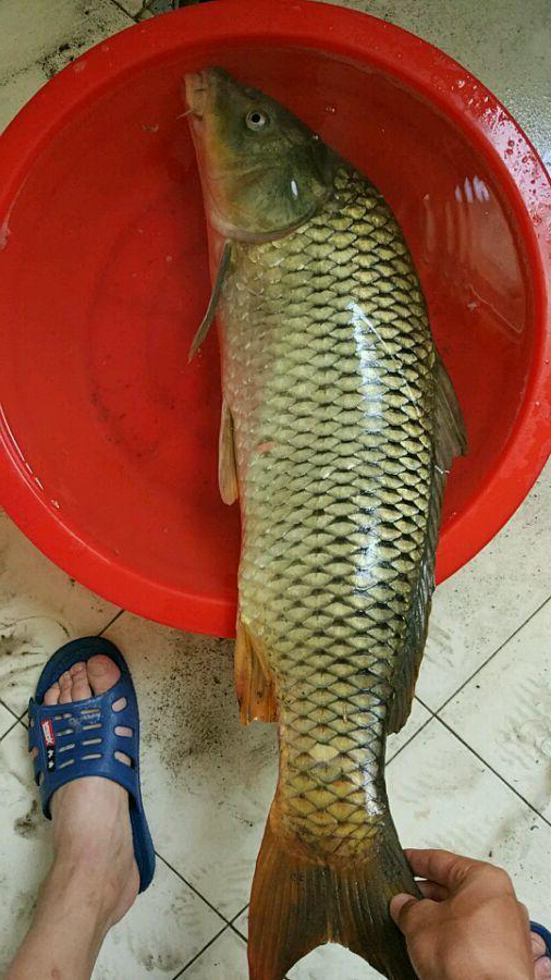 今天能把这么大的江鲤提上来真的是走了狗屎运了,昨天钓草洞把线挂断