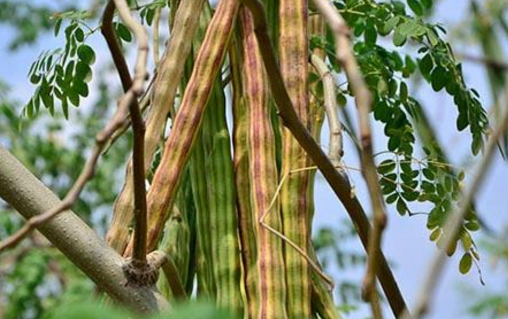 睡前吃3粒"它",排毒养肝,可惜它长得丑,总被人看不上